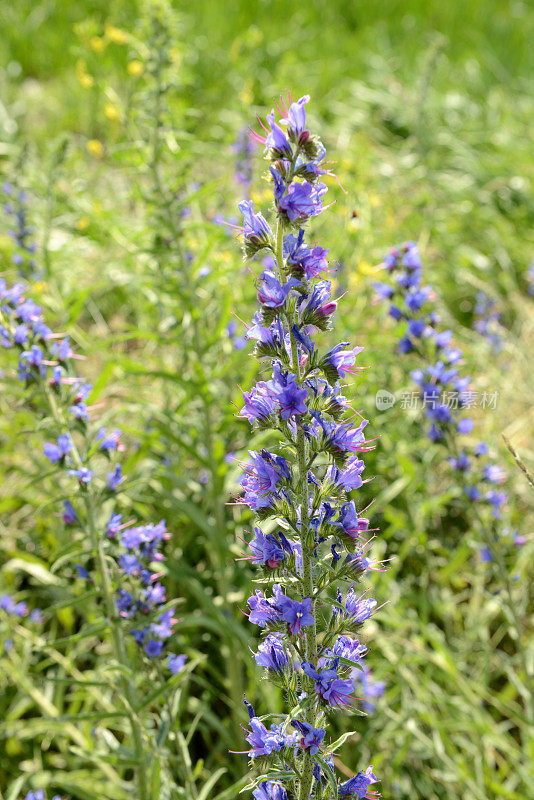 Echium vulgare -蝮蛇的Bugloss植物